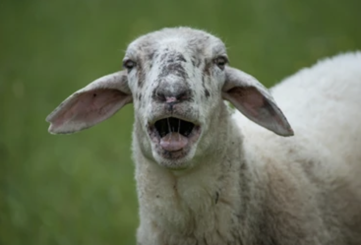 BAAA